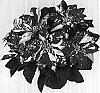 Euphorbia%20pulcherrima%20%27Duejoker%27