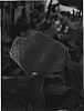 Zantedeschia%20spp.%20%27Jack%20of%20Hearts%27