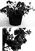 Phlox%20hybrida%20%27USPHL03%27