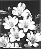 Alstroemeria%20hybrida%20%27Zanfines%27