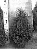 Thuja%20occidentalis%20%27Bail%20John%27