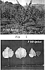 Prunus%20armeniaca%20%27F160%20cv%27