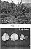 Prunus%20armeniaca%20%27F160%20cv%27