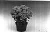Chrysanthemum%20morifolium%20%27Athena%27