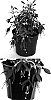 Fuchsia%20x%20hybrida%20%27Kiefudimi%27