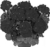 Pelargonium%20x%20hortorum%20%27Dueazulia%27