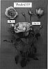 Rosa%20hybrida%20%27POULcs015%27