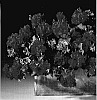 Pelargonium%20peltatum%20%27Genstarpink%27