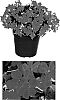 Impatiens%20walleriana%20%27Bodlizche%27