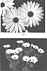 Osteospermum%20fruticosum%20%27Kakegawa%20AU11%27