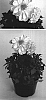 Dahlia%20variabilis%20%27Kiedahsuy%27