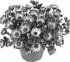 Osteospermum%20ecklonis%20%27Duesumpur%27