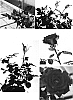 Rosa%20hybrida%20minima%20%27SAVapizzazz%27