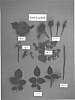 Rosa%20hybrida%20%27POULac016%27