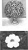 Calibrachoa%20sp.%20%27Wescacream%27