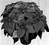 Euphorbia%20pulcherrima%20%27Duemirage%27