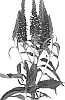 Veronica%20spicata%20%27Aquamarine%27