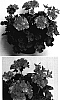 Pelargonium%20x%20hortorum%20%27Amri%20Conred%27