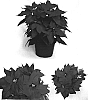 Euphorbia%20pulcherrima%20%27PER1055%27
