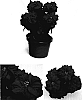 Euphorbia%20pulcherrima%20%27PER1072%27