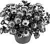 Bracteantha%20bracteata%20%27Flobraora%27