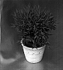 Pogonatherum%20paniceum%20%27Deplabun%27