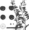Prunus%20salicina%20%27Suplumtwentyfive%27