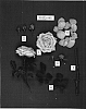 Rosa%20hybrida%20%27POULyv001%27