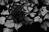 Lamium%20maculatum%20%27Purple%20Dragon%27