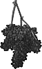 Vitis%20vinifera%20L.%20%27Sweet%20Scarlet%27
