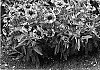Gaillardia%20x%20grandiflora%20%27Fanfare%27