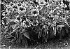 Gaillardia%20x%20grandiflora%20%27Fanfare%27