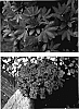 Scaevola%20aemula%20%27Wesscaeam%27