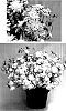 Argyranthemum%20frutescens%20%27Supacrest%27