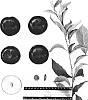 Prunus%20salicina%20%27Suplumthirtyfive%27