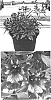 Alstroemeria%20hybrida%20%27Koadore%27