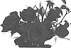 Rosa%20hybrida%20%27SAVasalute%27