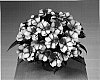 Impatiens%20hawkeri%20%27Fisupnic%20Chersweet%27