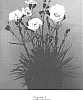 Dianthus%20x%20hybrida%20%27Devon%20Flavia%27