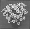 Aster%20hybrida%20%27Yodragon%27