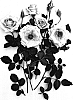 Rosa%20hybrida%20%27Haddel%27