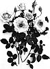 Rosa%20hybrida%20%27Haddel%27