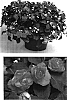 Impatiens%20walleriana%20%27Didi%20Salmon%20Two%27