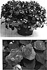 Impatiens%20walleriana%20%27Didi%20Salmon%20Two%27