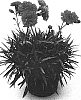 Dianthus%20x%20hybrida%20%27Devon%20Elise%27