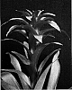 Guzmania%20hybrid%20%27Combi%27