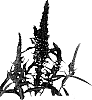 Veronica%20spicata%20%27Amethyst%27