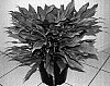 Aglaonema%20hybrida%20%27Sterling%27