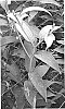 Lilium%20hybrida%20%27Miss%20Lucy%27