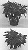 Euphorbia%20pulcherrima%20%27PER5499%27